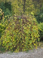 Betula nigra 'Summer Cascade PBR' 